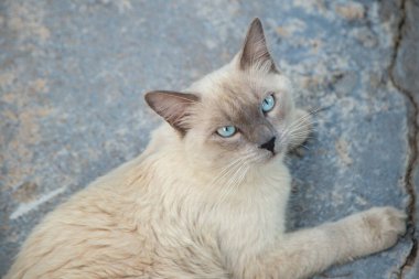 Güzel, krem renkli, mavi gözlü bir kedi arka bahçenin beton zemininde yatıyor..