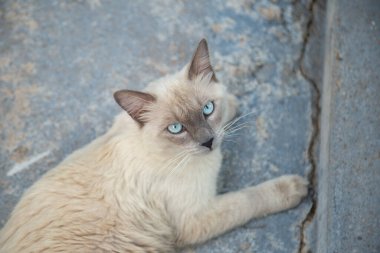 Güzel, krem renkli, mavi gözlü bir kedi arka bahçenin beton zemininde yatıyor..