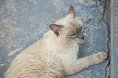 Güzel, krem renkli, mavi gözlü bir kedi arka bahçenin beton zemininde yatıyor..