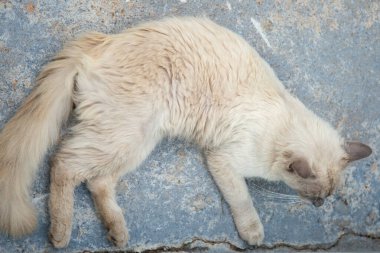 Güzel, krem renkli, mavi gözlü bir kedi arka bahçenin beton zemininde yatıyor..