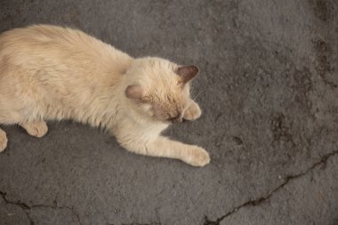 Tatlı bir kedi çimento zeminde yatıyor, bahçede dinleniyor..