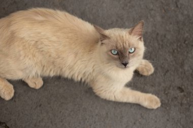 Tatlı bir kedi çimento zeminde yatıyor, bahçede dinleniyor..