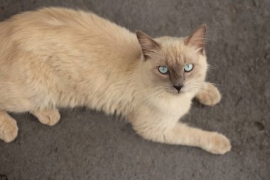 Tatlı bir kedi çimento zeminde yatıyor, bahçede dinleniyor..