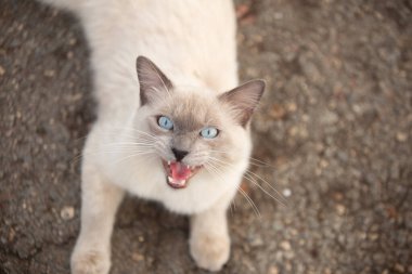 Beton zeminde uzanmış, kameraya bakıp miyavlayan sevimli bir kedi..