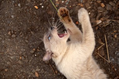 Yerde yatıp bir şeylerle oynayan sevimli bir kedi..