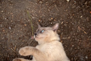 Yerde yatıp bir şeylerle oynayan sevimli bir kedi..