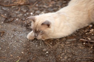 Yerde yatıp bir şeylerle oynayan sevimli bir kedi..