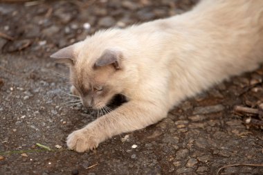 Yerde yatıp bir şeylerle oynayan sevimli bir kedi..