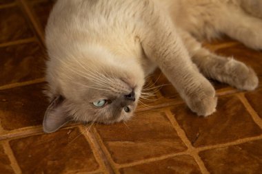 Tanımlanmamış bir kedi, balkonun zemininde yatıyor, dinleniyor..
