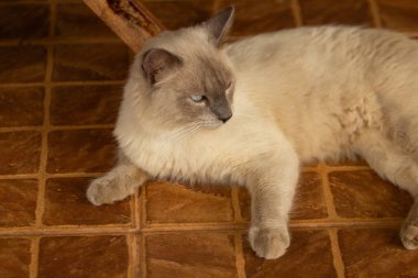 Çok güzel bir kedi, krem rengi kürkü ve yerde yatan mavi gözleri var..