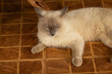 Çok güzel bir kedi, krem rengi kürkü ve yerde yatan mavi gözleri var..