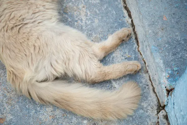 Güzel, krem renkli, mavi gözlü bir kedi arka bahçenin beton zemininde yatıyor..