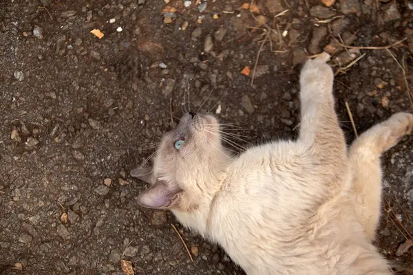 Yerde yatıp bir şeylerle oynayan sevimli bir kedi..