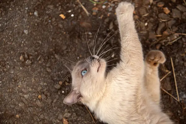 Yerde yatıp bir şeylerle oynayan sevimli bir kedi..