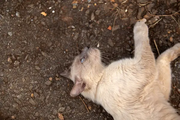 Yerde yatıp bir şeylerle oynayan sevimli bir kedi..