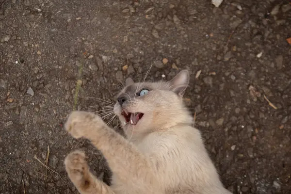 Yerde yatıp bir şeylerle oynayan sevimli bir kedi..