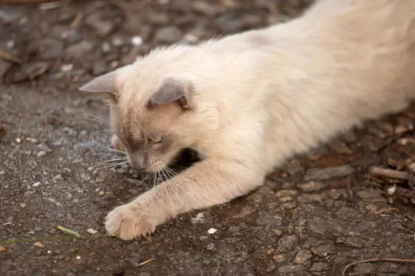 Yerde yatıp bir şeylerle oynayan sevimli bir kedi..