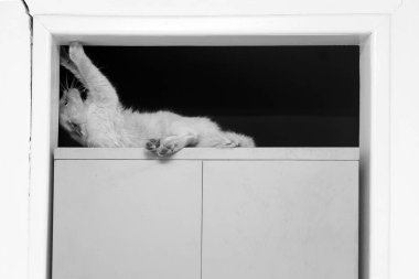 Güzel bir kedi, çelik bir dolapta, dinleniyor, oyun oynuyor. Siyah ve beyaz resim.