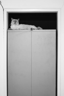 Çelik bir dolabın üstünde yatan bir kedi. Siyah ve beyaz resim.