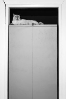 Çelik bir dolabın üstünde yatan bir kedi. Siyah ve beyaz resim.