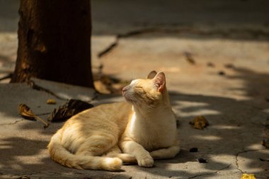 Güzel sarı bir kedi arka bahçede huzur içinde yatıyor beton zeminde.