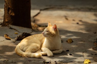 Güzel sarı bir kedi arka bahçede huzur içinde yatıyor beton zeminde.