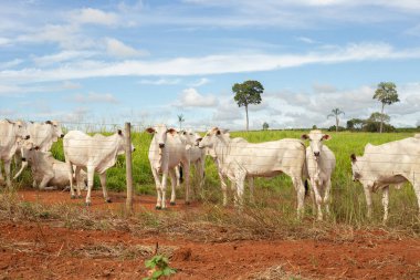 Açık mavi gökyüzünde bir çiftlikte otlayan küçük bir sığır sürüsü..
