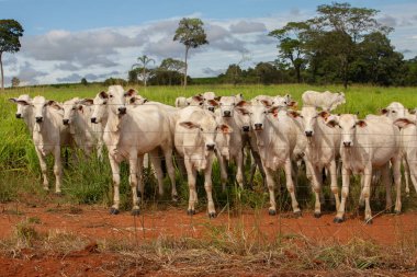 Açık mavi gökyüzünde bir çiftlikte otlayan küçük bir sığır sürüsü..