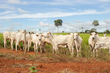 Çiftlikte otlayan küçük bir sığır sürüsü.