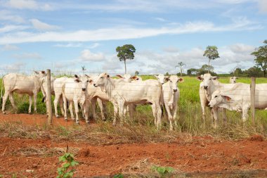Çiftlikte otlayan küçük bir sığır sürüsü.