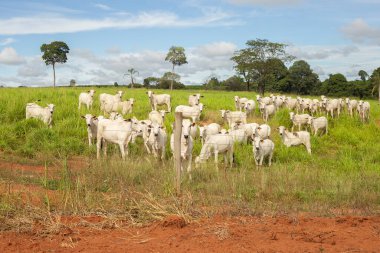 Brezilya 'nın içindeki bir çiftlikte otlayan küçük bir sığır sürüsü..