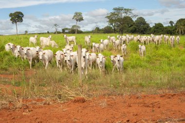 Brezilya 'nın içindeki bir çiftlikte otlayan küçük bir sığır sürüsü..