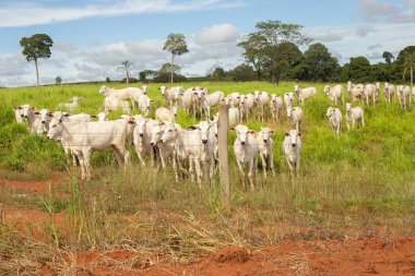 Brezilya 'nın içindeki bir çiftlikte otlayan küçük bir sığır sürüsü..