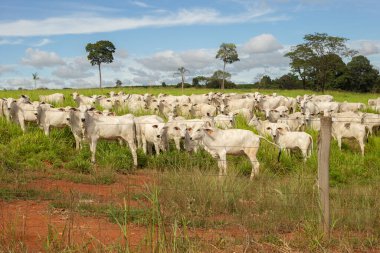 Bir Nelore sığırı sürüsü Goias 'ın iç kesimlerindeki bir çiftlikte otluyor..