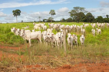 Bir Nelore sığırı sürüsü Goias 'ın iç kesimlerindeki bir çiftlikte otluyor..