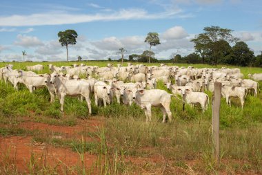 Goias 'ın iç kesimlerindeki bir çiftlikte otlayan Nelore sığır sürüsüyle manzara..