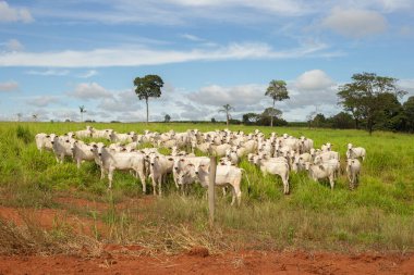 Goias 'ın iç kesimlerindeki bir çiftlikte otlayan küçük bir Nelore sığır sürüsüyle manzara.