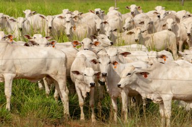 Brezilya 'da bir çiftlik otlağındaki sığır sürüsünü kapat.