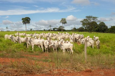 Goias 'ın iç kesimlerindeki bir çiftlikte otlayan küçük bir Nelore sığır sürüsüyle manzara.