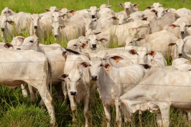 Brezilya 'da bir çiftlik otlağında küçük bir sığır sürüsü.