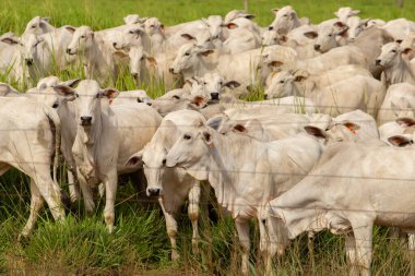 Brezilya 'da bir çiftlik otlağında küçük bir sığır sürüsü.