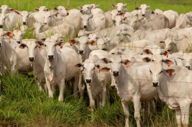 Goias 'ta bir çiftlikte otlayan sığır sürüsü..