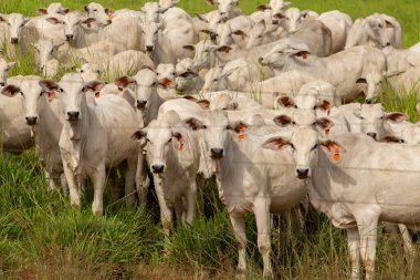 Goias 'ta bir çiftlikte otlayan sığır sürüsü..
