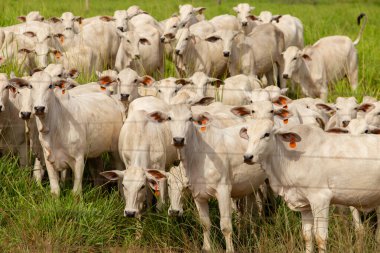 Goias 'ta bir çiftlikte otlayan sığır sürüsü..