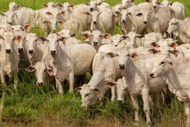 Goias 'ta bir çiftlikte otlayan sığır sürüsü..