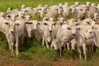 Goias 'ın iç kesimlerindeki bir çiftlikte otlayan bir sığır sürüsünün yakınında..