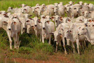 Goias 'ın iç kesimlerindeki bir çiftlikte otlayan bir sığır sürüsünün yakınında..