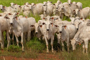 Goias 'ın iç kesimlerindeki bir çiftlikte otlayan bir sığır sürüsünün yakınında..