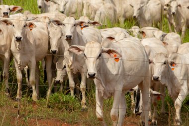 Goias 'ın iç kesimlerindeki bir çiftlikteki otlaktaki Nelore sığır sürüsünü kapatın..