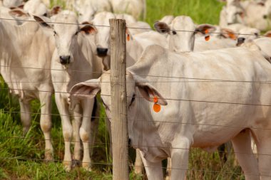 Goias 'ın iç kesimlerindeki bir çiftlikteki otlaktaki Nelore sığır sürüsünü kapatın..